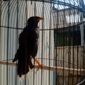 Jalak kebo mata putih