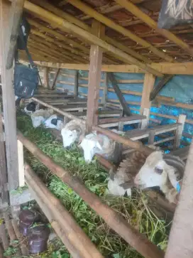 Embe domba kambing kurban