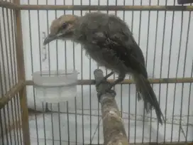 Burung cucak rawa / cucak rowo umur 2 bulan