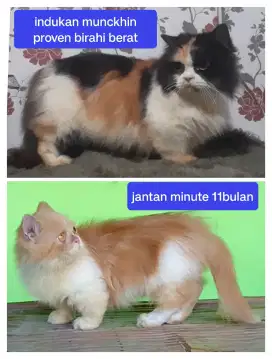 Indukan munckin minute proven lagi birahi berat