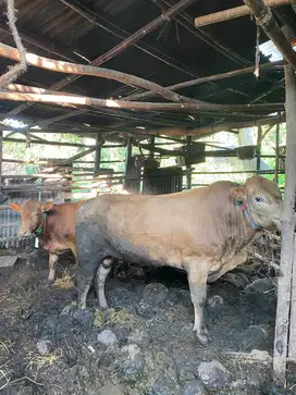 Jual Sapi Qurban
