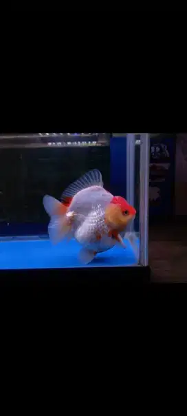 Ikan Koki Oranda OST