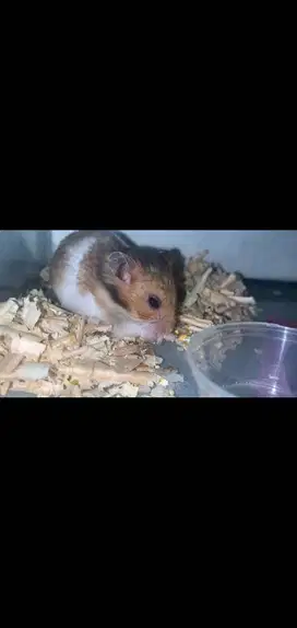 HAMSTER SYRIAN SHORT HAIR - JANTAN INDUKAN