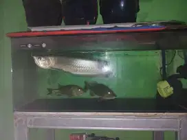Ikan Hias Predator