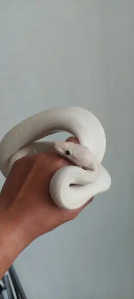 Ular ivory putih