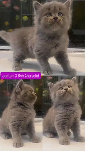 Kitten bsh persian jantan abu solid