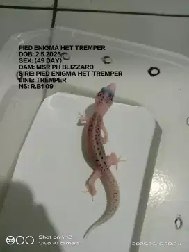 Baby pied enigma het tremper