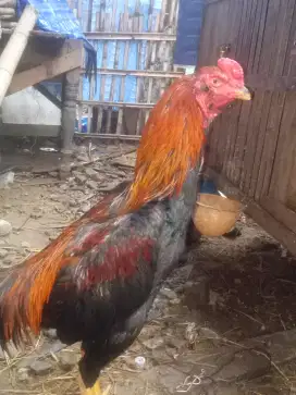 ayam bangkok X mangon 8-9 bln