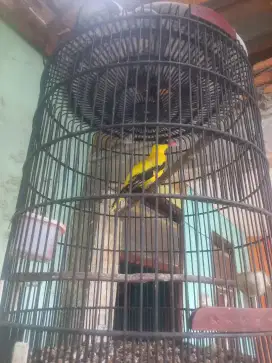 Burung kepodang bali