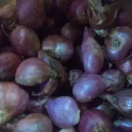 Jual bawang merah 35rb per kilo