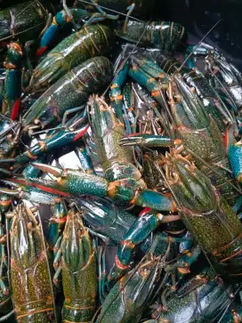 Jual Lobster Air Tawar