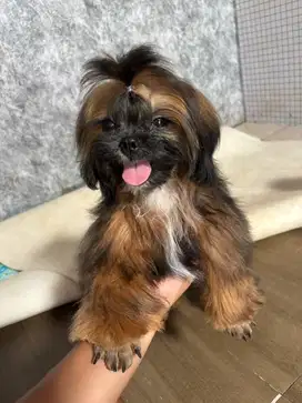 Shihtzu pure male