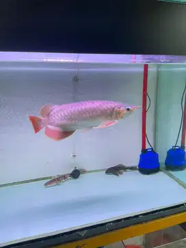 Aquarium tank plus arwana sr SSB 37 cm up