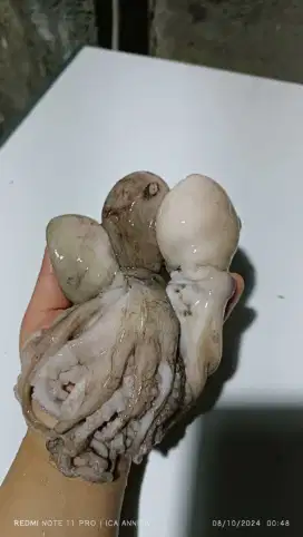 [TERMURAH] Baby Gurita Fresh 1Kg