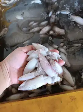 [TERMURAH] BABY CUMI FRESH 1KG