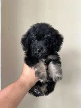 Poodle X Bichon Betina Silver