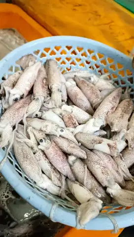 [TERMURAH] CUMI CANTIK 1KG