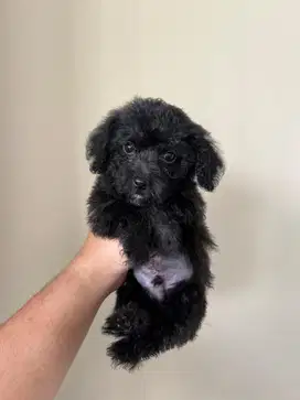 Poodle X Bichon Jantan Silver
