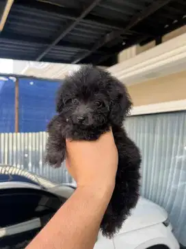 Poodle X Bichon Jantan Silver
