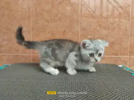 Munchkin gaelic/ Munchkin scottish fold betina