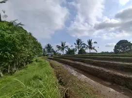 Dijual tanah view sawah dengan suasana sejuk