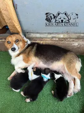 Anjing corgi | open booking