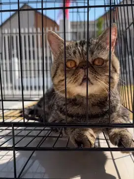 KUCING EXOTIC SHORT HAIR