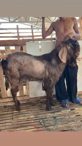 Menjual hewan kurban kambing &sapi