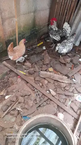 Induk ayam batik 1 jantan 2 betina.