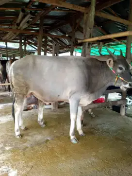 Sapi qurban berkualitas
