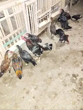 Menjual Ayam Bangkok Berkualitas.
