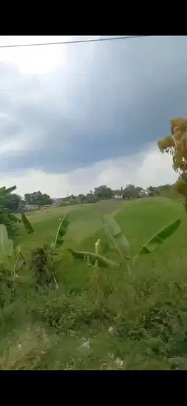 Sawah Kuning 8 Patok/ 2 hektar