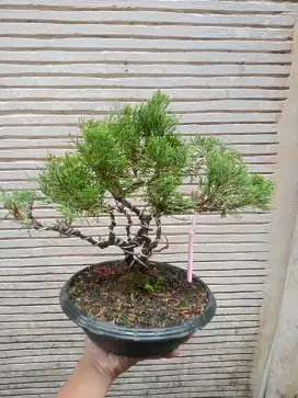 Bonsai cemara siap pajang murah 2 pohon