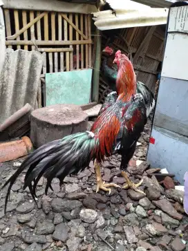 Jual ayam Bangkok besar dan tinggi murah.