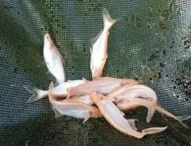 Ikan patin albino UK 9-10 n UK 16-17