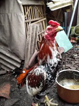 Jual ayam Bangkok berkualitas murah