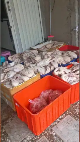 Menjual Bebek Peking