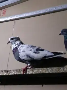 Sepasang merpati tinggian