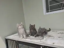 Kucing kitten persia medium 5 ekor / anggora / himalaya / peaknose