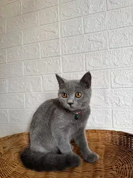 Kucing BSH Jantan 5 Bulan. PURE