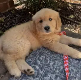 DIJUAL ANAK ANJING GOLDEN RETRIEVER