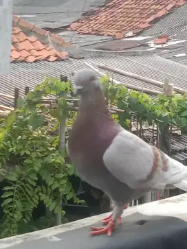 Burung dara kelabu