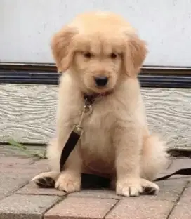 DIJUAL ANAK ANJING GOLDEN RETRIEVER