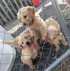 DIJUAL ANAK ANJING GOLDEN RETRIEVER