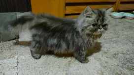 Kucing Persia peaknose super longhair