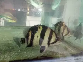 IKAN DATZ BORNEO 2 ekor 400.000