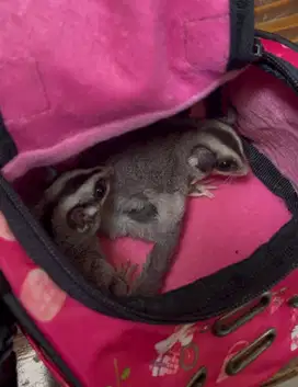 Sugar glider whitetip