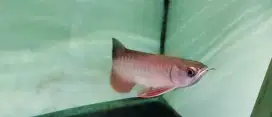 Ikan arwana supermarket red 2 dan golden crosback 24k Malaysia