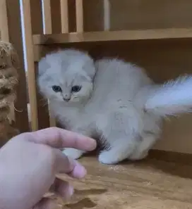 Kucing british shorthair scottish fold bsh