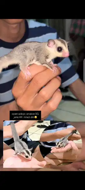 Sugar Glider Anakan WF